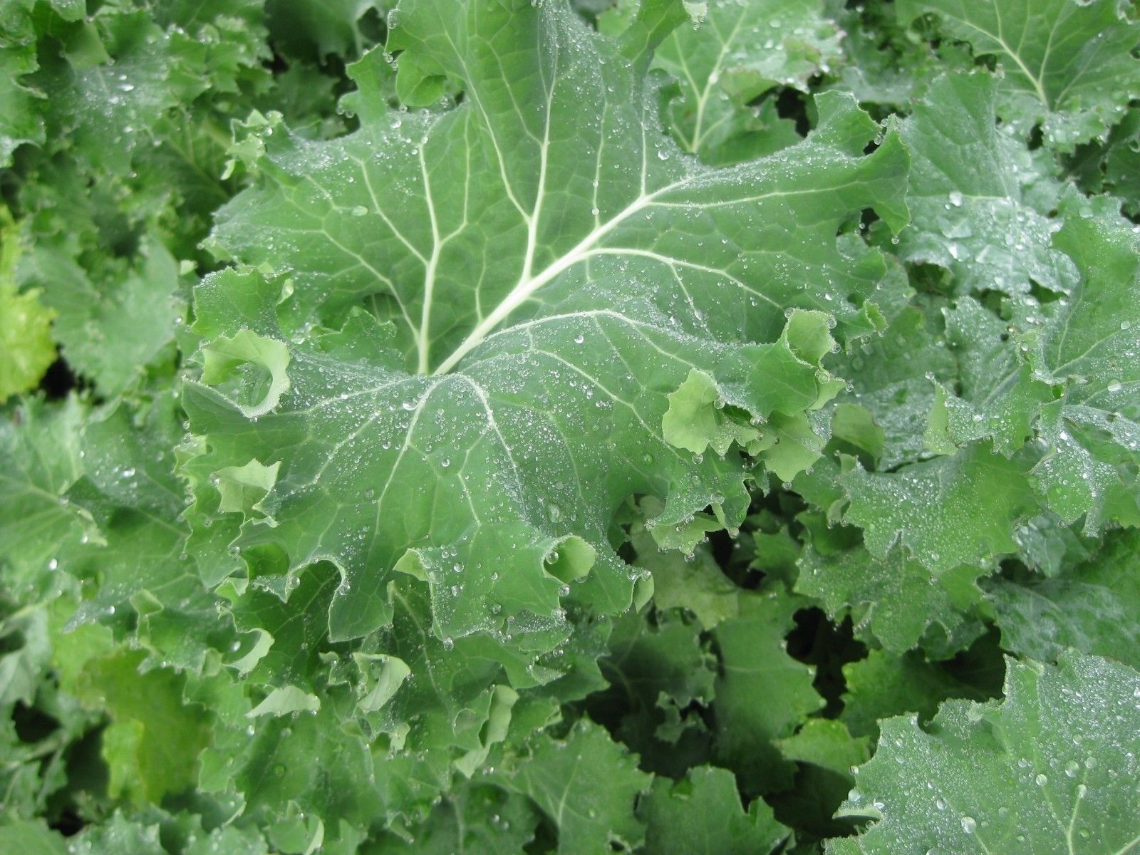 IMPROVED SIBERIAN KALE 100+ SEEDS HEIRLOOM Garden Vegetable Greens Healthy