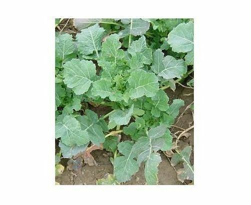 IMPROVED SIBERIAN KALE SEEDS HEIRLOOM Garden Vegetable Greens Non-GMO Healthy