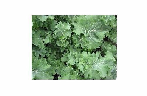 IMPROVED SIBERIAN KALE SEEDS HEIRLOOM Garden Vegetable Greens Non-GMO Healthy