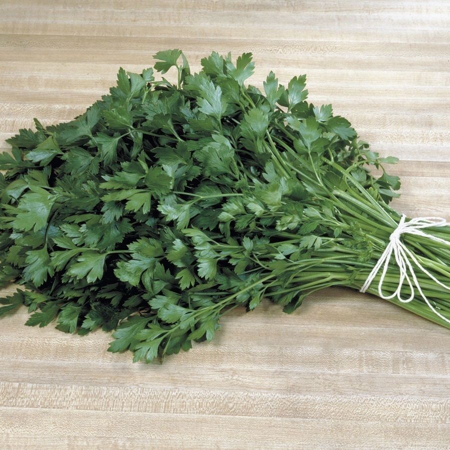 Italian Plain Leaf PARSLEY 300-5000 seeds heirloom fragrant healthy herb flavor