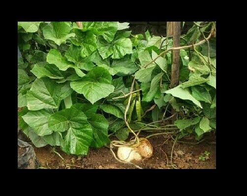 Jicama Mexican Yam Bean 5 - 1000 Seeds Pachyrhizus Erosus Sweet & Crunchy Bulk