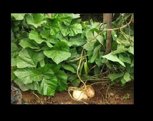 Jicama Mexican Yam Bean 5 Seeds Pachyrhizus Erosus Heirloom Rare Sweet & Crunchy
