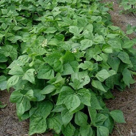 Kentucky Wonder Bush Green Beans 12 Seeds Heirloom Fun to grow!