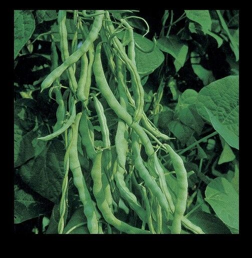 Kentucky Wonder Bush Green Beans 12 Seeds Heirloom Fun to grow!