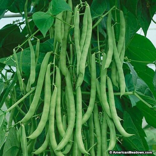 Kentucky Wonder Bush Green Beans 12 Seeds Heirloom Fun to grow!