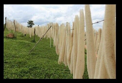 LUFFA SPONGE 10-100 SEEDS Gourd Loofah Dishcloth Very Productive Mướp Heirloom