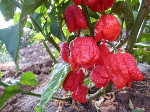 Hot Carolina Reaper Pepper Seeds