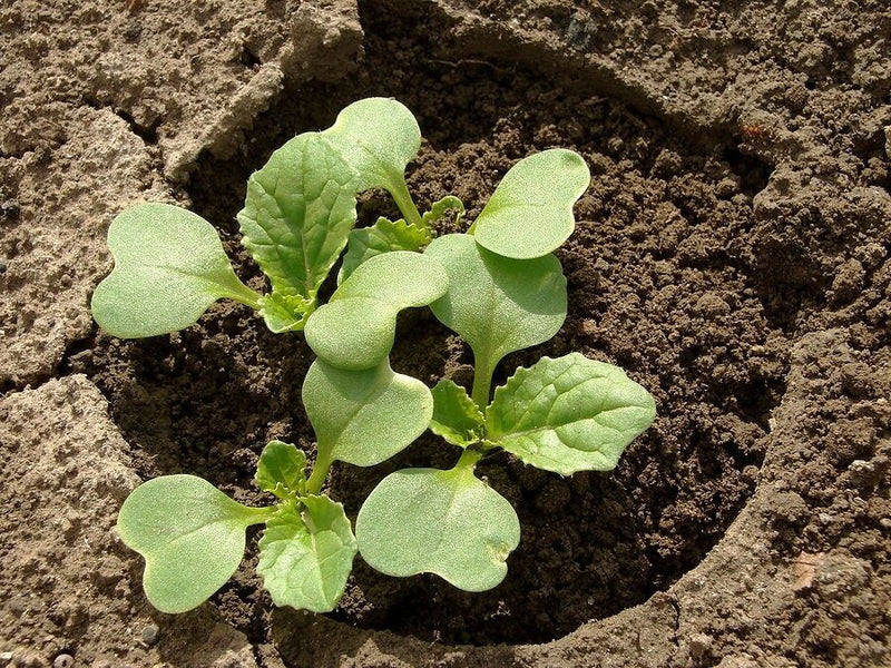 Michihili Chinese Cabbage Pak Choi 200 -16,000 Seeds Bok Heirloom Greens Healthy