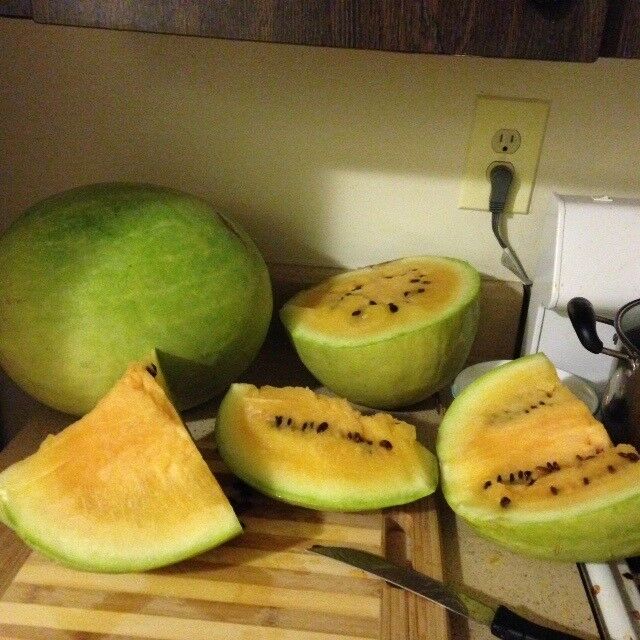 Missouri Heirloom Yellow Flesh 7 Seeds Extremely Rare Watermelon Limited Amount