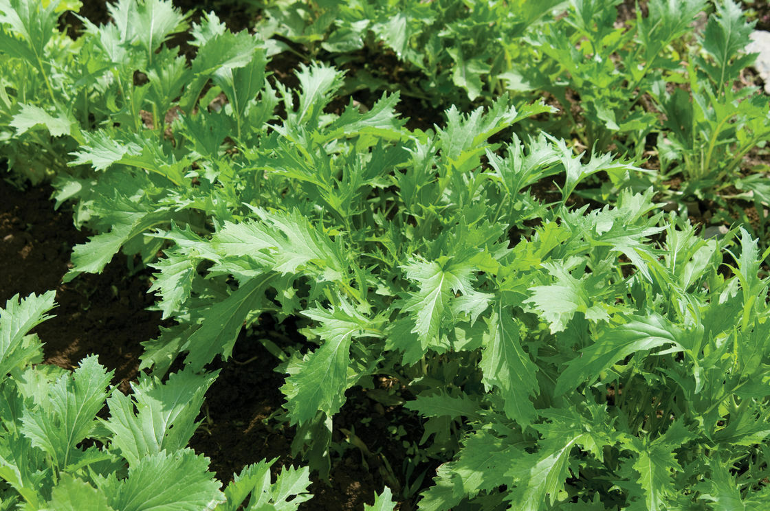 Mizuna Mustard 100 - 30,000 Seeds Heirloom Bulk Wholesale Asian Vigorous grower