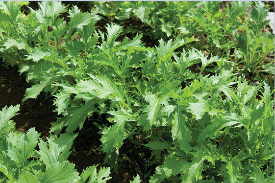 Mizuna Mustard 100 - 30,000 Seeds Heirloom Bulk Wholesale Asian Vigorous grower