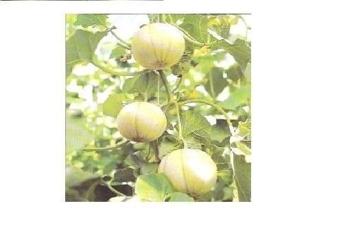 Ogen Melon 20 Seeds (Israel) Ha'Ogen Garden Heirloom Rare Non GMO Delicious