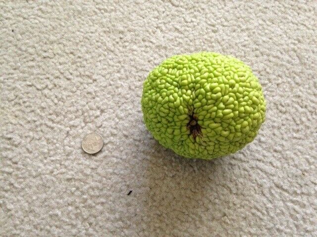 Osage Orange 10 - 1000 Seeds Hedge Apple Tree maclura pomifera monkey balls