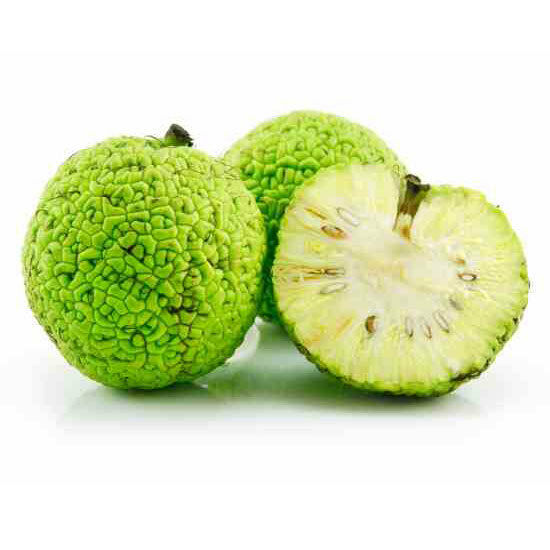 Osage Orange 10 - 1000 Seeds Hedge Apple Tree maclura pomifera monkey balls