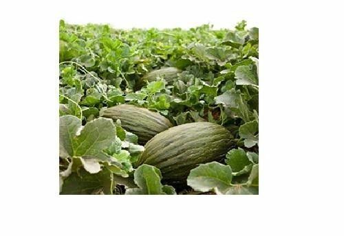 PIEL DE SAPO MELON SEED Santa claus Toadskin melon EXTREMELY SWEET RARE HEIRLOOM
