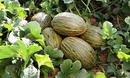 PIEL DE SAPO MELON SEED Santa claus Toadskin melon EXTREMELY SWEET RARE HEIRLOOM