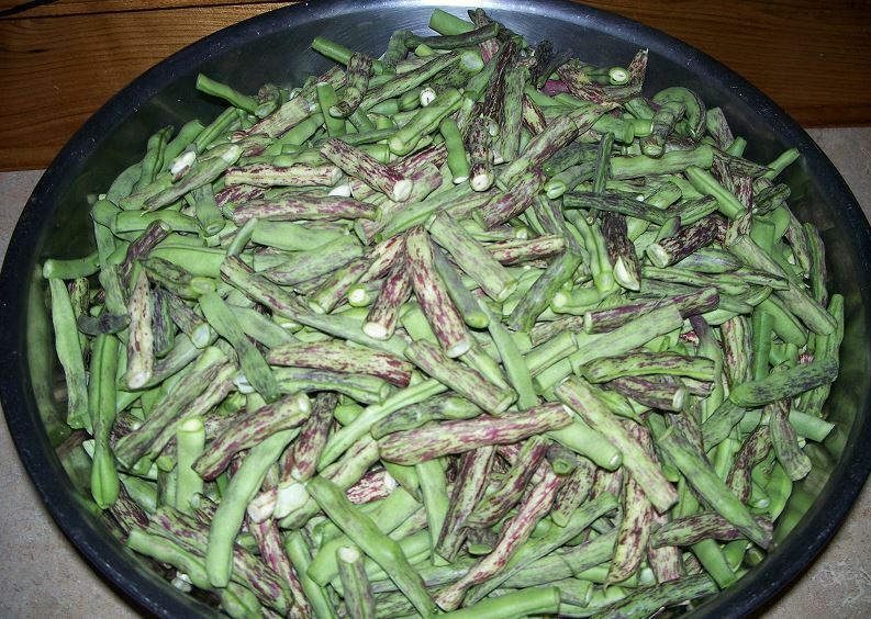 Rattlesnake snap pole Beans 10 seeds bulk fresh preacher Drought resistant Snap