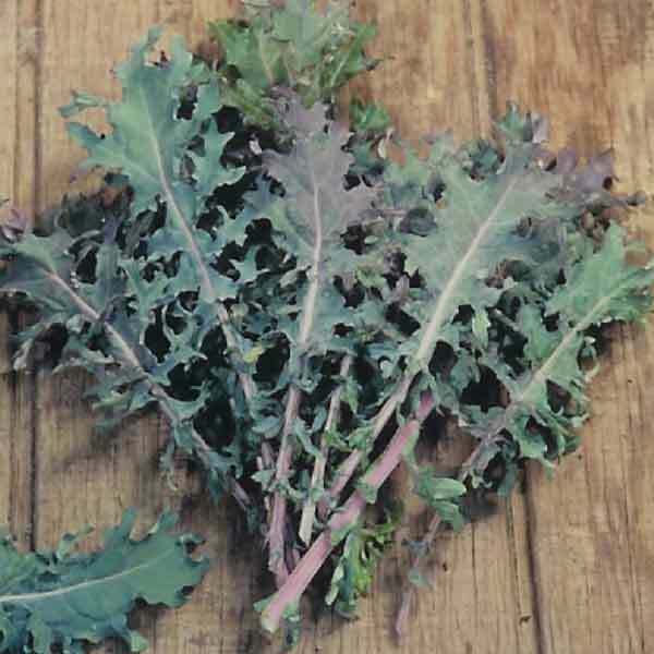 Red Russian Kale (200 - 30K) Seeds Very Tender Fresh Greens Hardy Large Leaves!