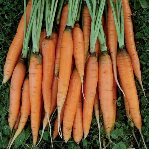 Scarlet Nantes Carrot < 100 - 20,000 > Seeds Heirloom Fresh Sweet Crispy Non-GMO