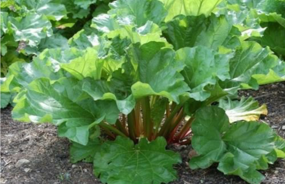 3 Live 4 - 7" inch Seedlings Rhubarb Victoria Great Fresh or Jam Pie Sauce!