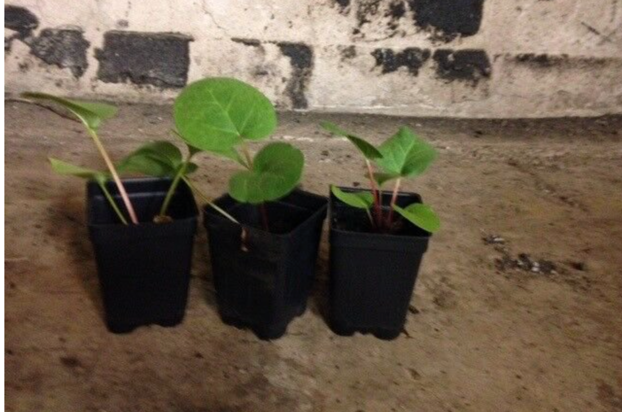 3 Live 4 - 7" inch Seedlings Rhubarb Victoria Great Fresh or Jam Pie Sauce!