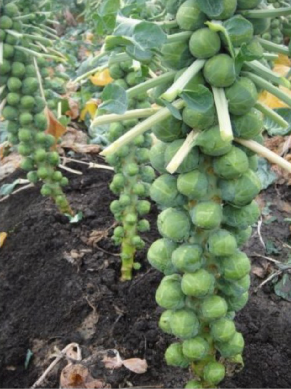 3 Live 4 – 7″ inch Seedlings BRUSSELS Sprouts Long Island Improved Healthy