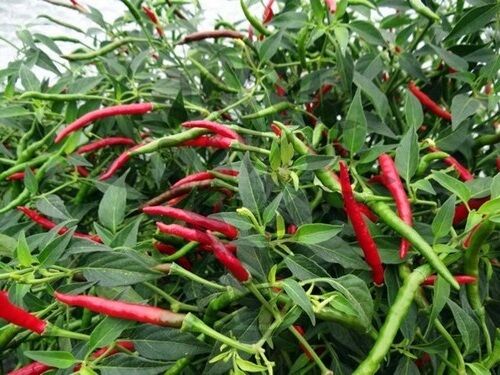 Thai Hot chili pepper Red 15-1000 Seeds Heirloom Spicy Asian Cuisine Bangkok
