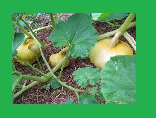 Turk's Turban Winter Squash 10 Seeds Turks Cap Heirloom Ornamental Gourd Edible