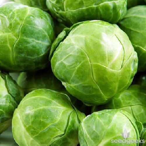 BRUSSELS Sprouts Long Island Improved 500 - 168K/1 LB Seeds Healthy Cold Hardy!