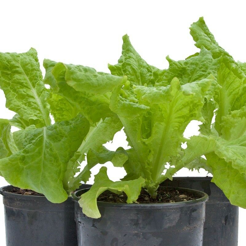 Black Seeded Simpson Loose Leaf Lettuce 500 - 5000 seeds Bulk Heirloom Crisp