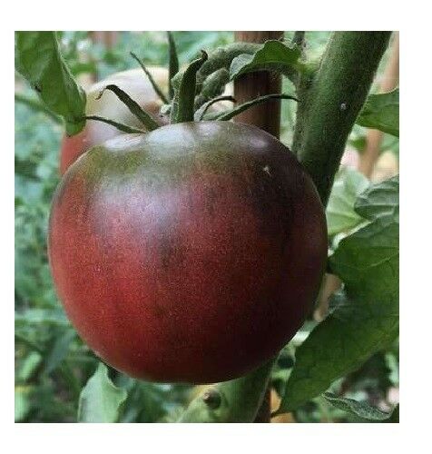 Black from Tula Tomato Seeds 30, 50, 200 Rare purple Russian Fresh Heirloom