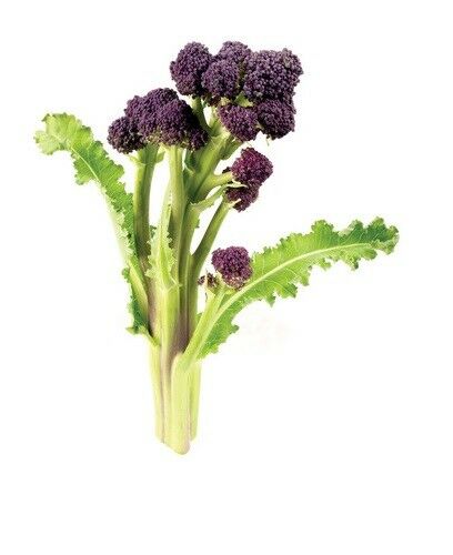 Broccoli Purple Sprouting 300 - 16,000 Seeds Cold Hardy! Bulk Non-Gmo Rare Fun!