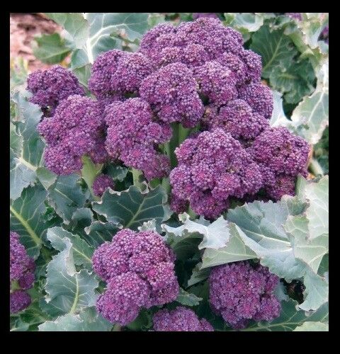 Broccoli Purple Sprouting 300 - 16,000 Seeds Cold Hardy! Bulk Non-Gmo Rare Fun!
