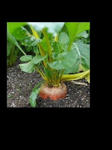 Burpee's Golden Beets {30,100,200,400} Seeds Heirloom treated 55 days Bulk