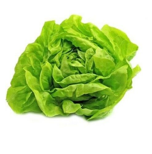 Buttercrunch Leaf LETTUCE 1000 - 8000 Seeds Butterhead tender Fall Iron Bulk