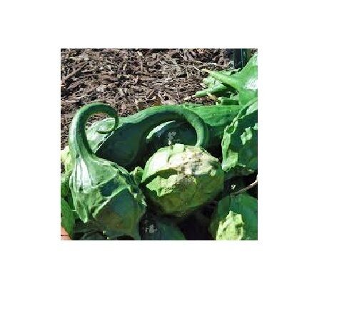Caveman's Club Gourd 10-50 seeds heirloom beautiful unique Arts & Crafts Maranka
