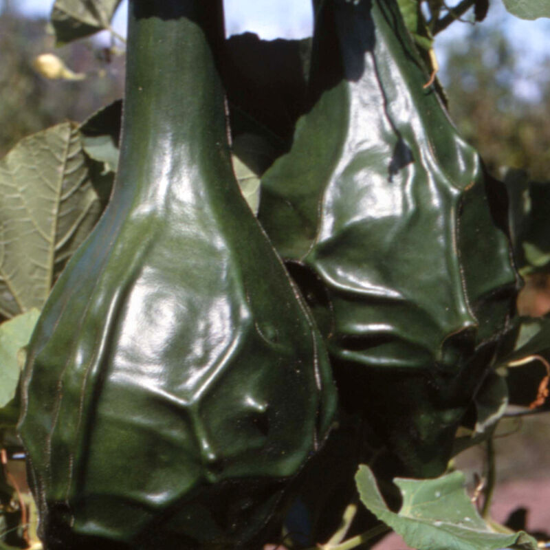 Caveman's Club Gourd 10-50 seeds heirloom beautiful unique Arts & Crafts Maranka