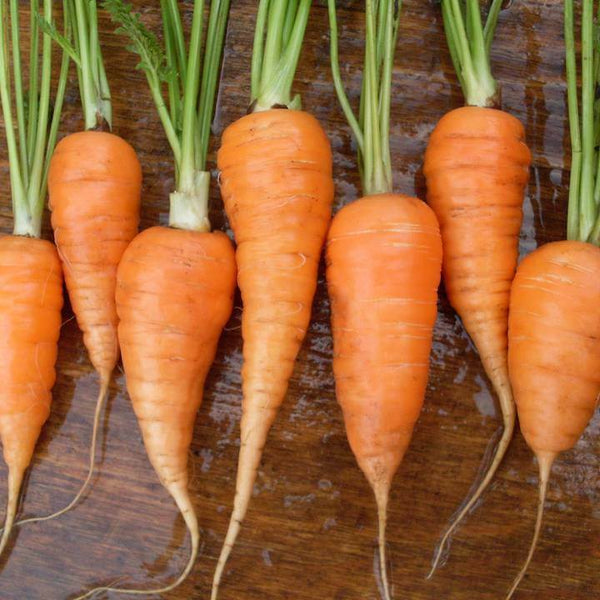 Chantenay Red Core Carrot Seeds 300, 600, 1000, 2000, 5000 seed lots Gold-orange