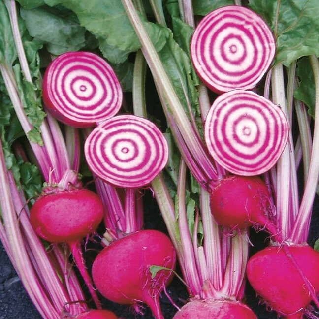 Chioggia Beet 60 - 1 Lb Seeds CandyStripe Bull's Eye Mild Bassano Microgreens