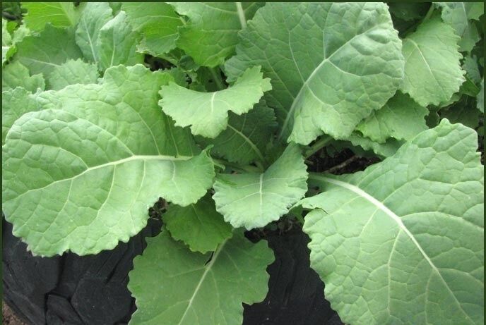 Collards Georgia Southern Greens 300 - 128,000 Seeds Heirloom Healthy Delicious