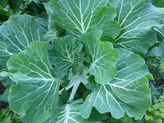 Collards Georgia Southern Greens 300 - 2000 Seeds Heirloom Healthy Delicious
