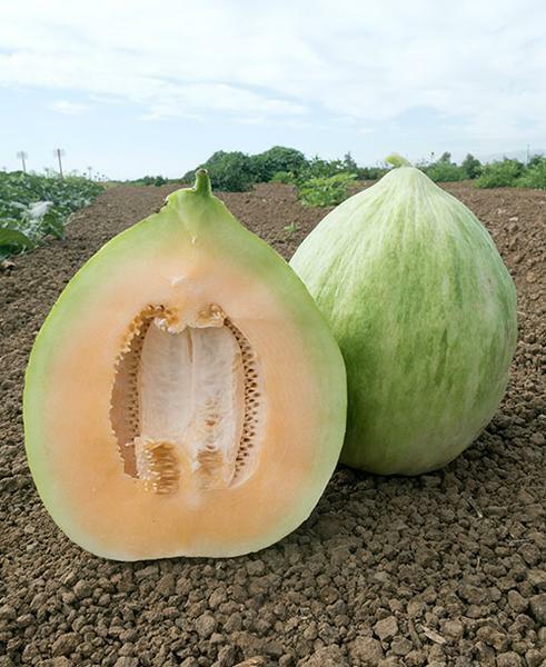 Crenshaw melon 35 - 1 LB Seeds Cantaloupe Can weigh up to 10 LBS! Sweet