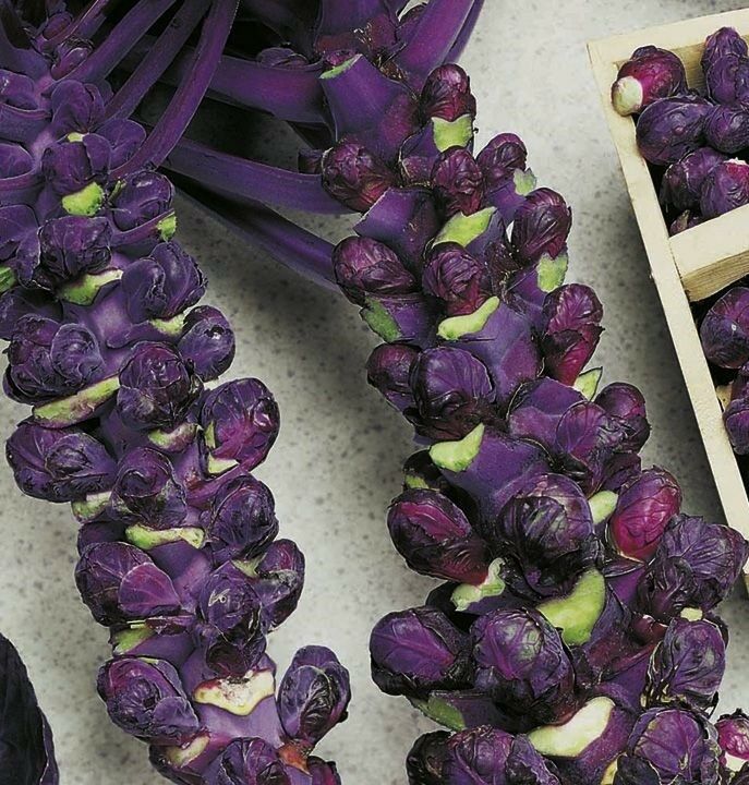 Falstaf Red Brussels Sprouts 50 - 400 Seeds Rare Bulk Heirloom Ornamental Garden