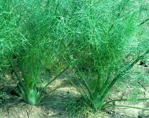 Florence Fennel Seeds Anise Aroma hardy perennial herb Landscape Flower Licorice