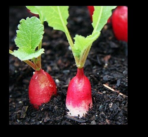 French Breakfast Radish Heirloom Seeds long delicious garden 30 days easy 2 gro!