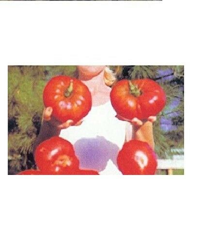 GIANT Delicious Tomato 30 - 4000 Seeds World Record 7 lbs 12 oz! BIG HEIRLOOM