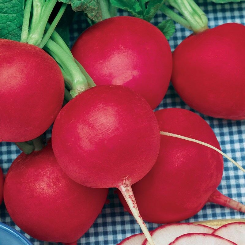 German Giant Radish Select Quantities 30-30000 Seeds Very Large Delicious Crispy