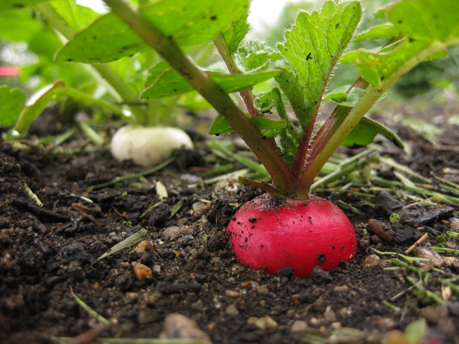 German Giant Radish Select Quantities 30-5,000 Seeds Very Large Delicious Crispy