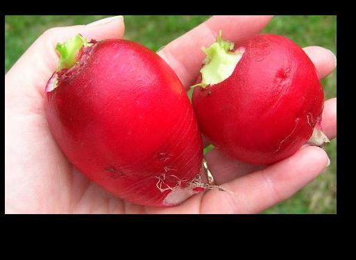 German Giant Radish Select Quantities 30-5,000 Seeds Very Large Delicious Crispy