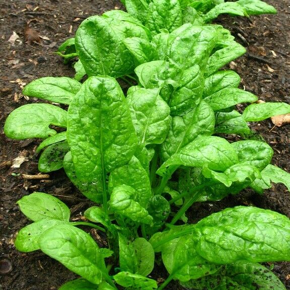 Giant Noble Spinach Seeds 100 - 1 LB Bulk Huge Leaves! Heirloom NON-GMO Big